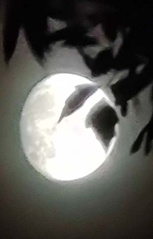 moon